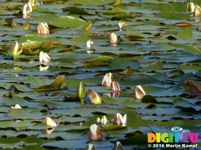 FZ029289 White water-lilies (Nymphaea alba) at Bosherston lily ponds